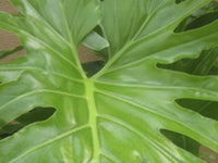 Philodendron Selloum filodendro PIANTA DELLA SPERANZA foto reali Vaso 24cm