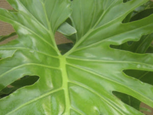Philodendron Selloum filodendro PIANTA DELLA SPERANZA foto reali Vaso 24cm