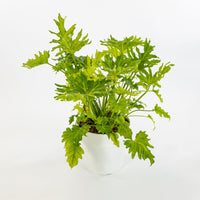 Philodendron Selloum filodendro PIANTA DELLA SPERANZA foto reali Vaso 24cm