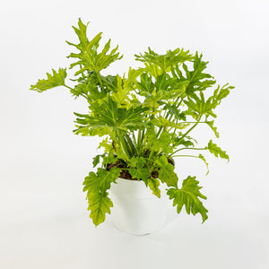 Philodendron Selloum filodendro PIANTA DELLA SPERANZA foto reali Vaso 24cm