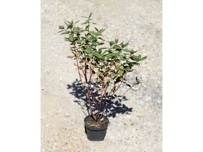 Lonicera Kamtscha Karina – Caprifoglio siberiano da frutto precoce