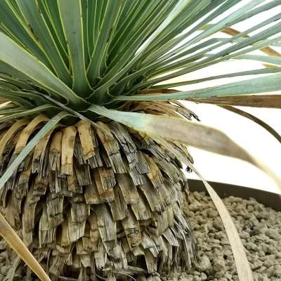 Yucca Rostrata V40 – foto reale,  Resistente e Scultorea H80cm