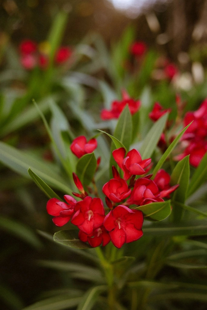 NERIUM OLEANDER (OLEANDRO) ROSSO JANNOCH VASO 50 H.140/160