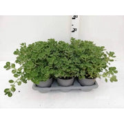 Origano Cubano in Vaso 14 cm – Altezza 20 cm, Aromatica