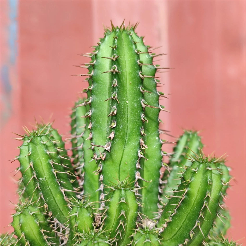 Euphorbia Fruticosa Vaso 13 cm, Pianta Succulenta Ornamentale