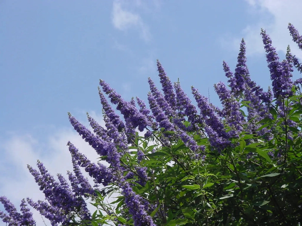 Gardenaria Vitex agnus-castus 'Galactic Pink' - Arbusto ornamentale da giardino Altezza: 40/50 cm (vaso18)