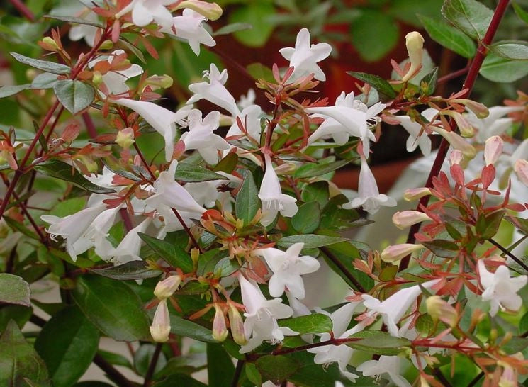 Pianta di Abelia Grandiflora  vaso 18cm