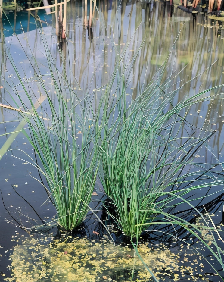 Gardenaria Giunco - Juncus inflexus - Graminacea ornamentale da esterno Altezza: 40 cm (vaso 17)