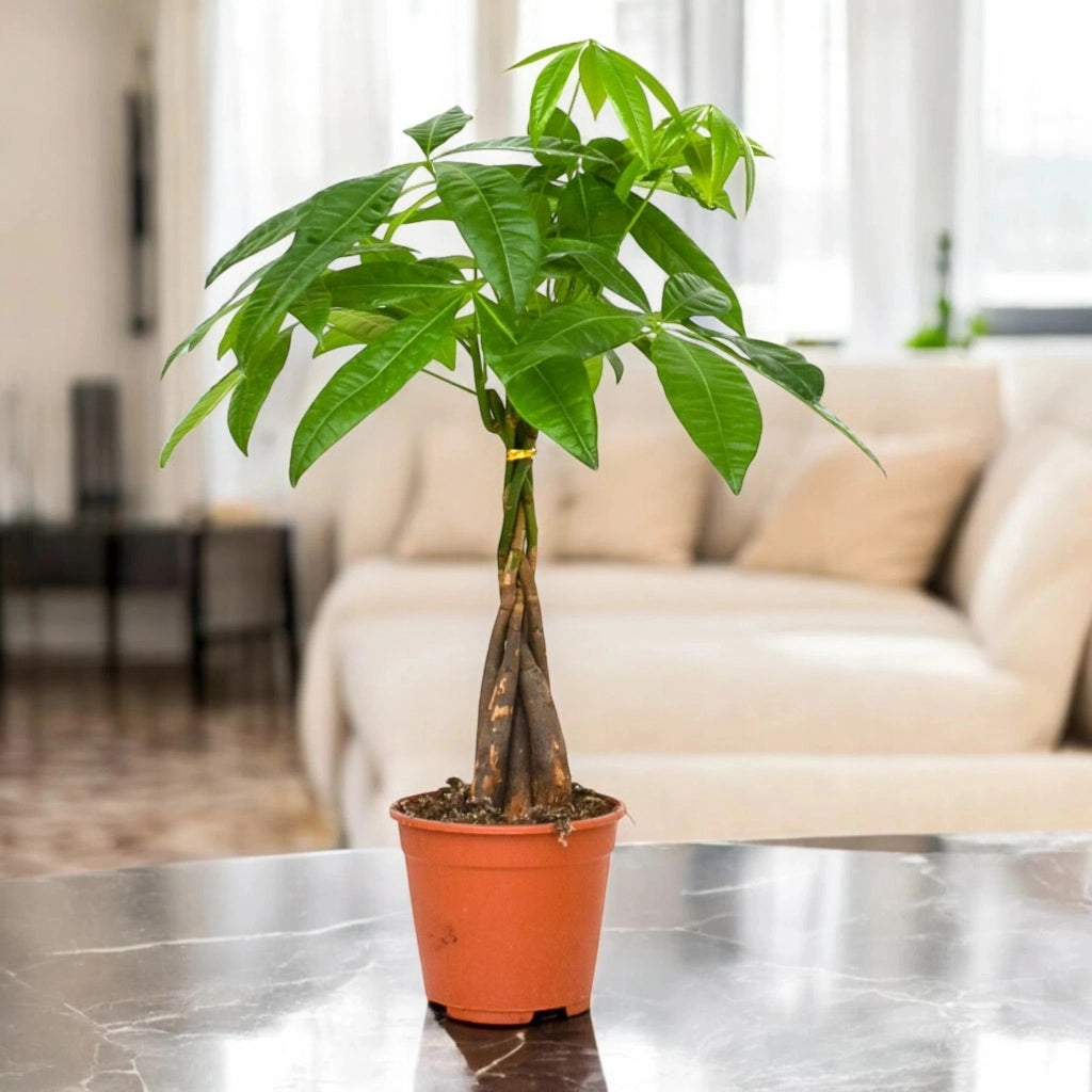 Gardenaria Pachira aquatica - Pianta da interno ornamentale Altezza: 130 cm (vaso 24)