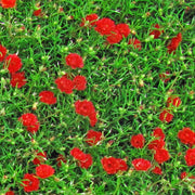 ERBA CON FIORI ROSSI - Pellicola stampata adesiva in PVC finitura opaca Misura: 100x200 cm
