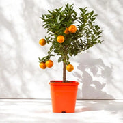 Gardenaria Chinotto - Citrus myrtifolia - Pianta di agrume da frutto in vaso Altezza: 65/70 cm (vaso19)