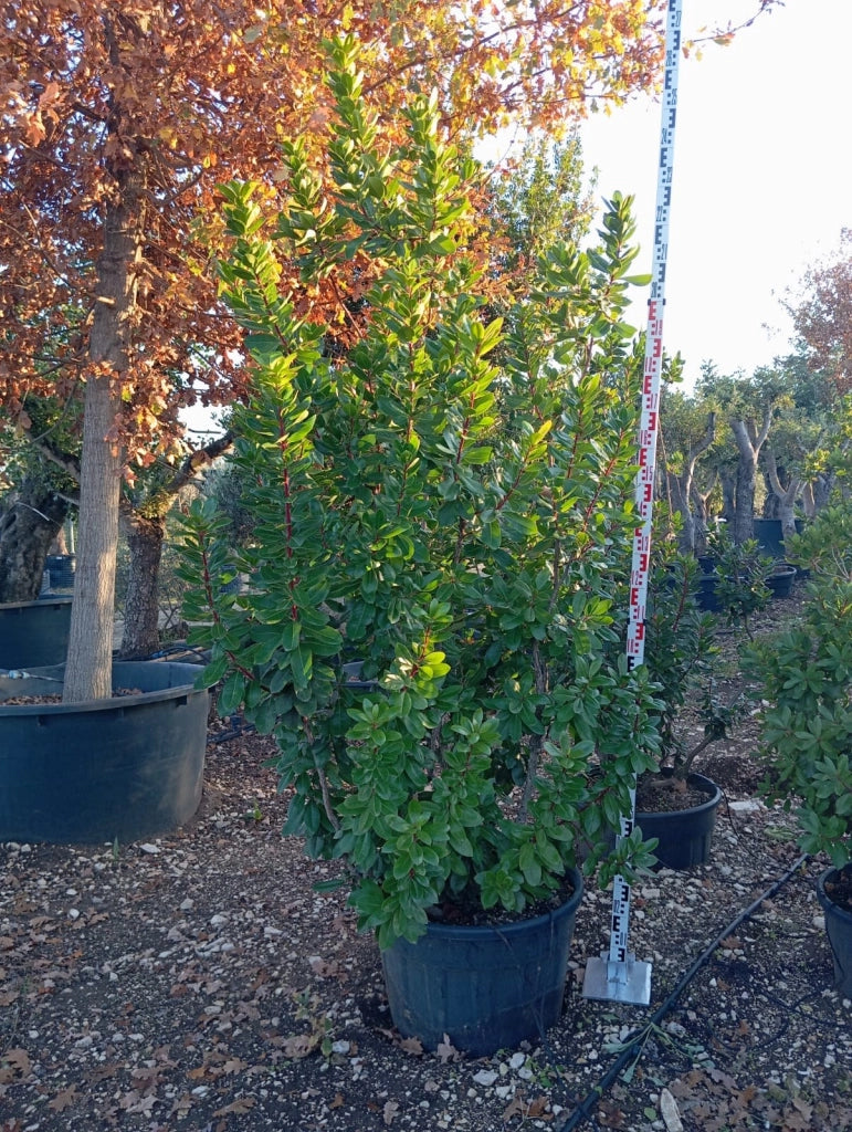 ARBUTUS UNEDO (CORBEZZOLO) VASO 70
