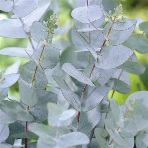 Pianta di Eucalyptus gunnii (Eucalipto) vaso 18cm