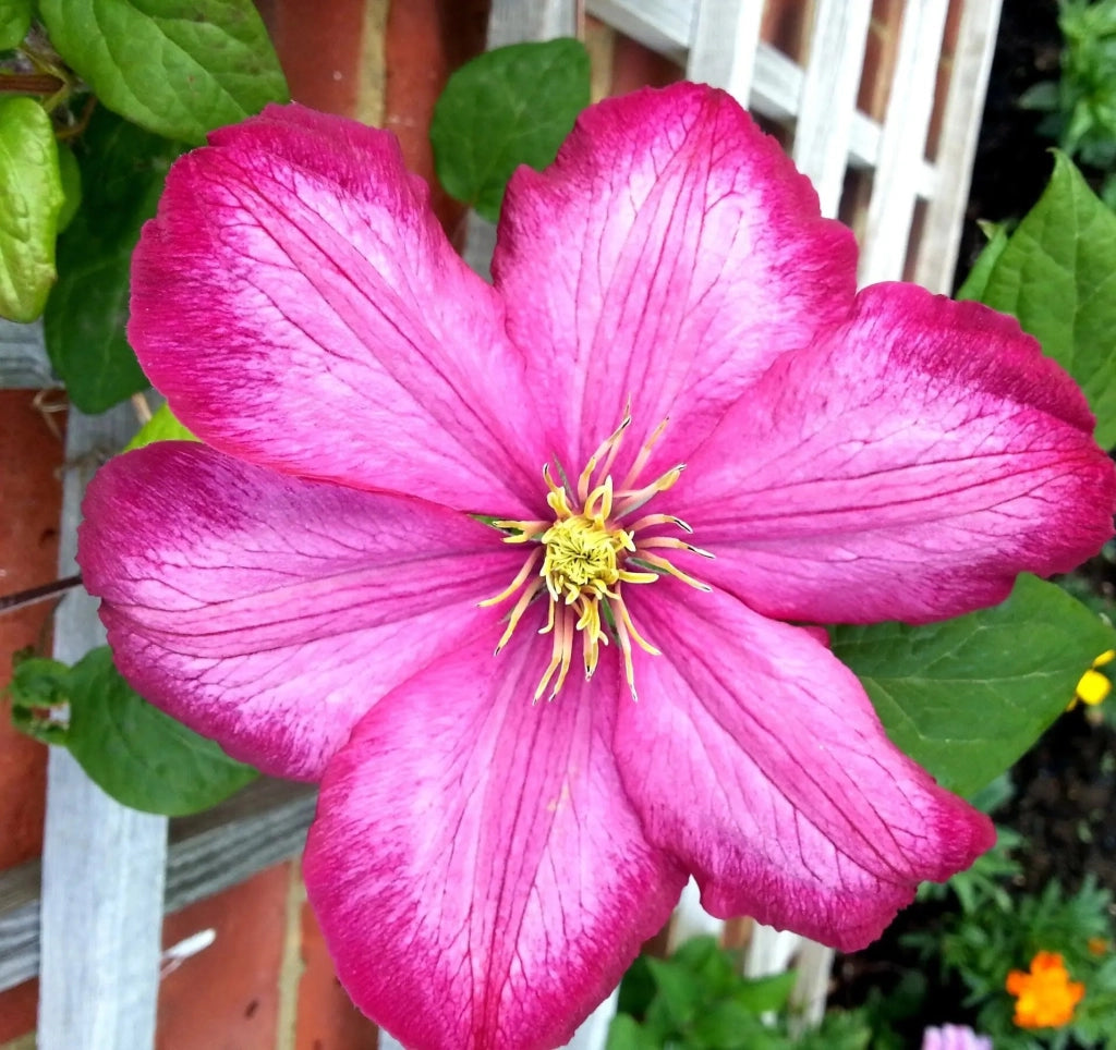 Gardenaria Clematis 'Ville De Lyon' - Pianta rampicante ornamentale da esterno Altezza: 100/125 cm (vaso19)