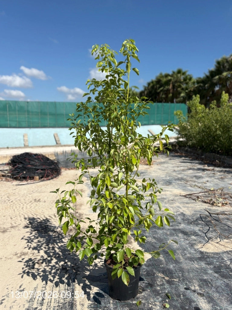 Canfora Cinnamomum Camphora Cespuglio 30 cm Pianta Aromatica Sempreverde