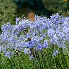 Bulbi di Agapanthus Blu I – Fioritura elegante e duratura