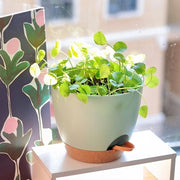 Pannelli di coltivazione intera casa, 6-pack vasi autoirriganti in plastica per piante di interni ed esterni, con fori di drenaggio e bacino, per piante di finestra, giardini, verde