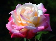 Rosa ‘Laetitia Casta’ – Rosa rosa profumata a fiore grande