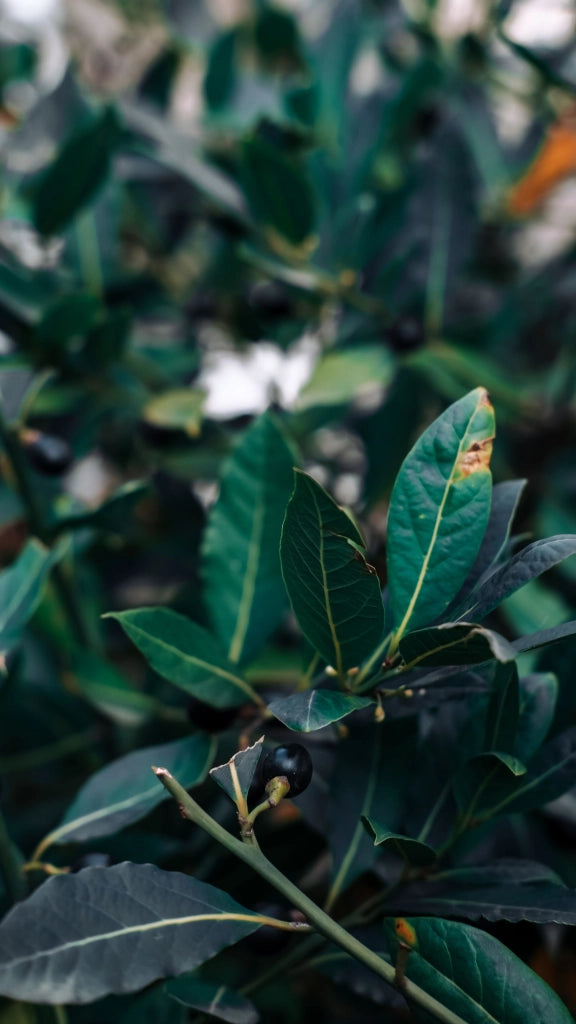 LAURUS NOBILIS (ALLORO) CESPUGLIO VASO 55 H.200/250