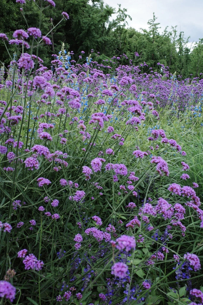 VERBENA BONARIENSIS VASO 18