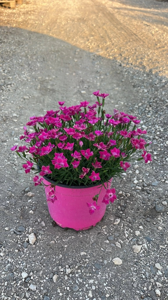 DIANTHUS KAORI (GAROFANO) VASO 18