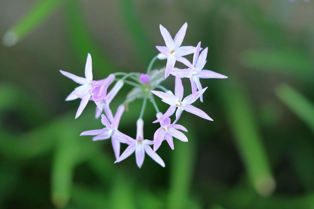 TULBAGHIA VIOLACEA (AGLIO SOCIETARIO) VASO 18