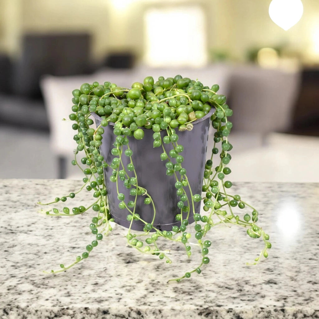 Gardenaria Senecio rowleyanus - Pianta da interno ornamentale Altezza: 15 cm (vaso 11)