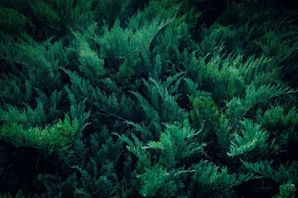 Ginepro Juniperus Horizontalis Blue Chip Vaso 24 cm Conifera Tappezzante