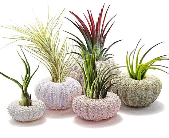 Bicchieri per piante grasse - Vaschette da parete in conchiglie marine - 5 pezzi - Vaschette decorative per piante aeree - Sicure per le piante - Atmosfera unica - Vaschetta da parete