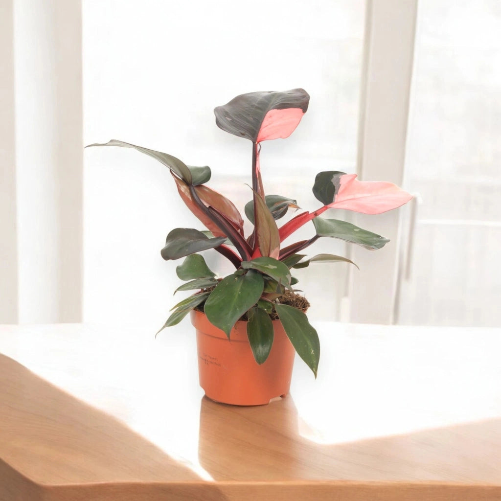 Gardenaria Philodendron 'Pink Princess' - Pianta da interno ornamentale Altezza: 30 cm (vaso 12)