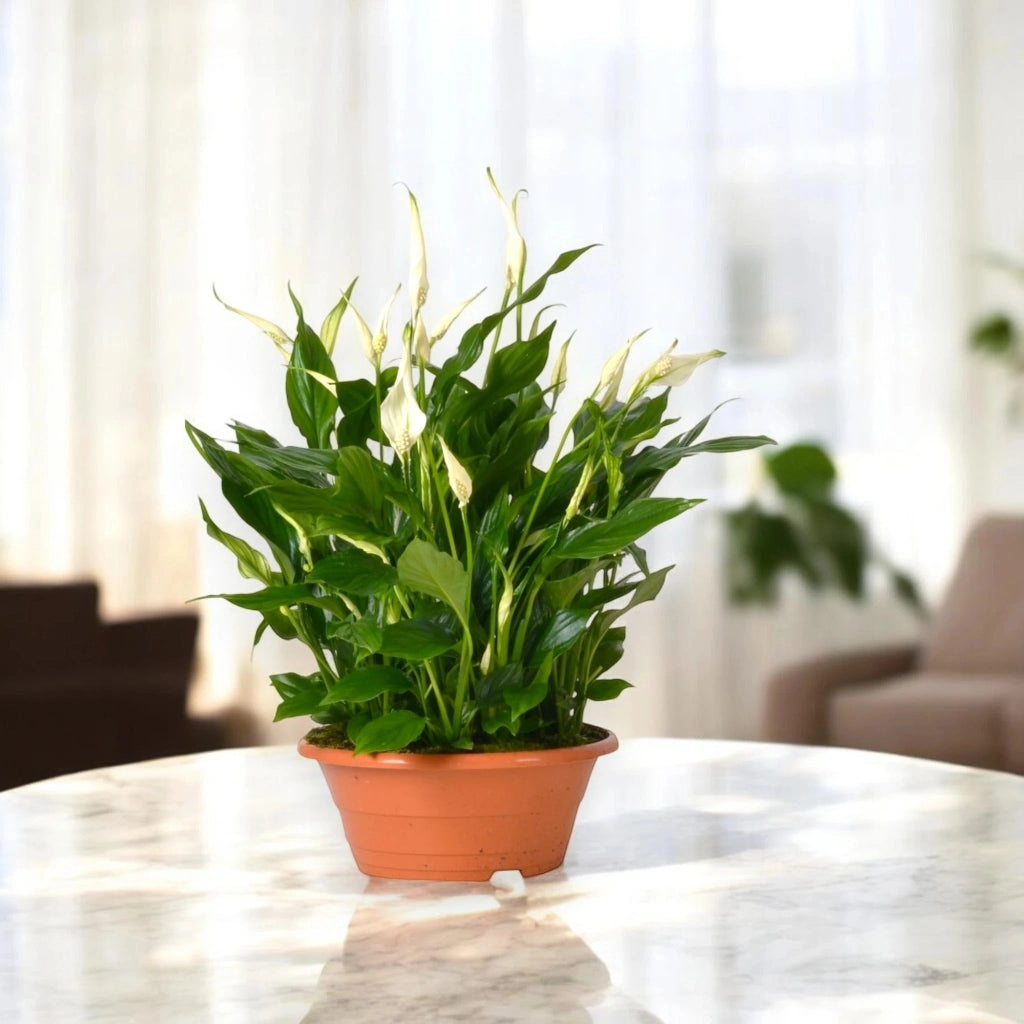 Gardenaria Spathiphyllum 'Bellini' - Pianta da interno ornamentale Altezza: 45 cm (vaso 23)