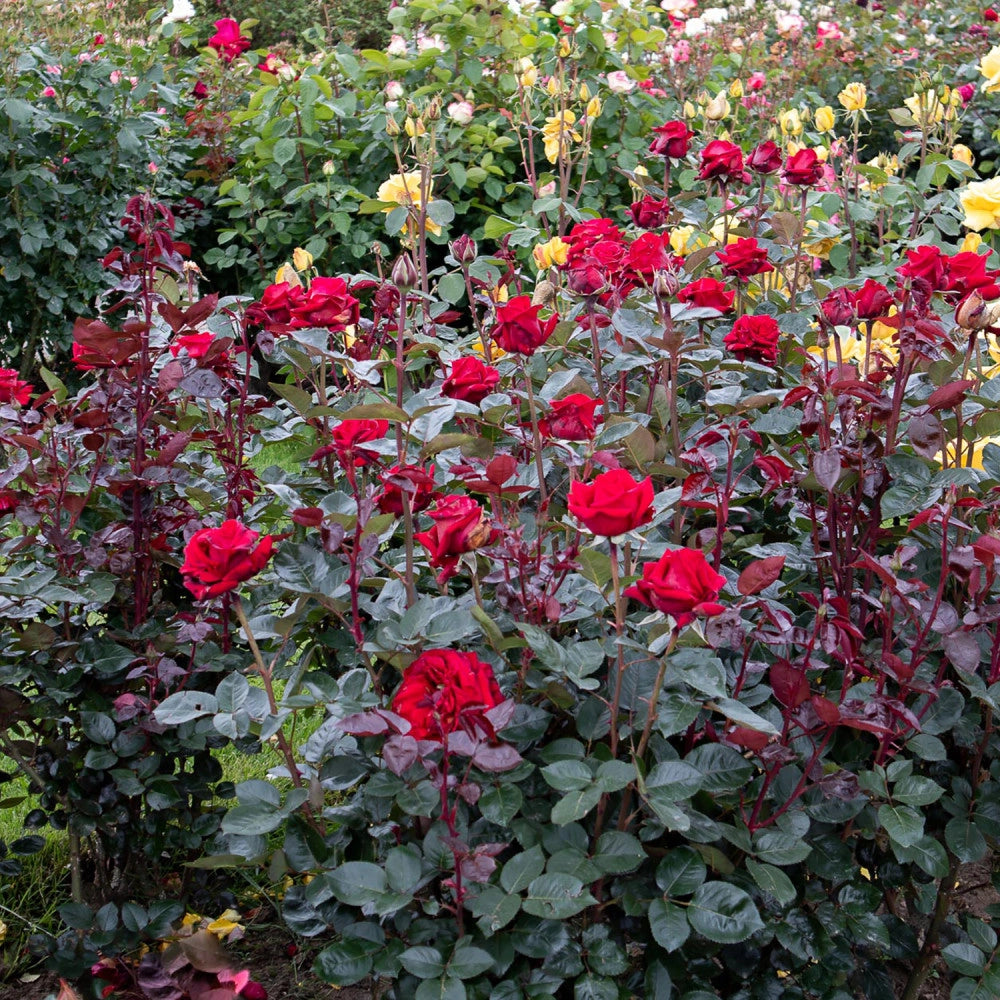 Rosa VELVET ALIBI ® - Pianta di fiore fiori Foto Reali