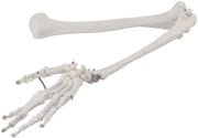 Modello Anatomico Professionale per la Mano Superiore - Omoclapo/Radius/Ulna - Gomito/Polso - Realizzato in PVC di Alta Qualità - Duraturo e Sicuro - Replica Anatomica