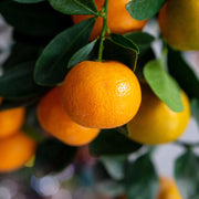 Gardenaria Mandarino - Citrus reticulata - Pianta di agrume da frutto in vaso Altezza: 65/70 cm (vaso19)