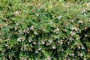 Gardenaria Abelia grandiflora - Arbusto ornamentale da giardino Altezza: 50 cm (vaso 24)