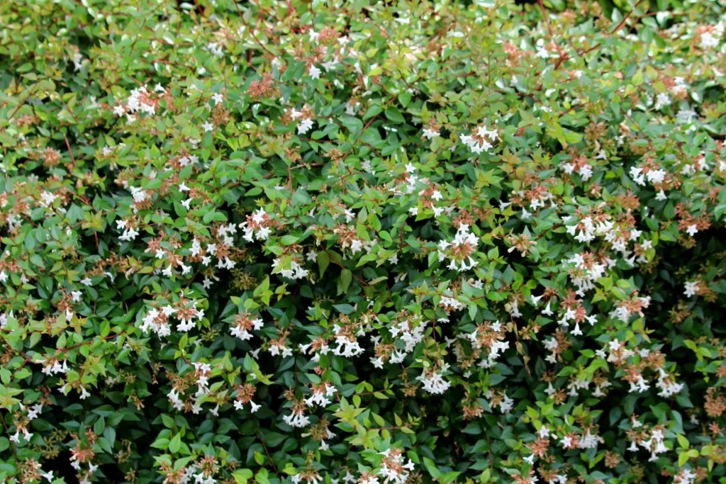 Gardenaria Abelia grandiflora - Arbusto ornamentale da giardino Altezza: 50 cm (vaso 24)