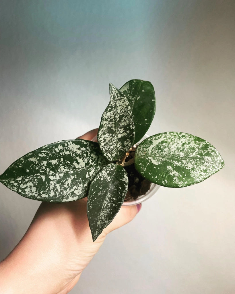 Hoya carnosa Freckles Splash – Pianta tropicale da collezione a foglia variegata