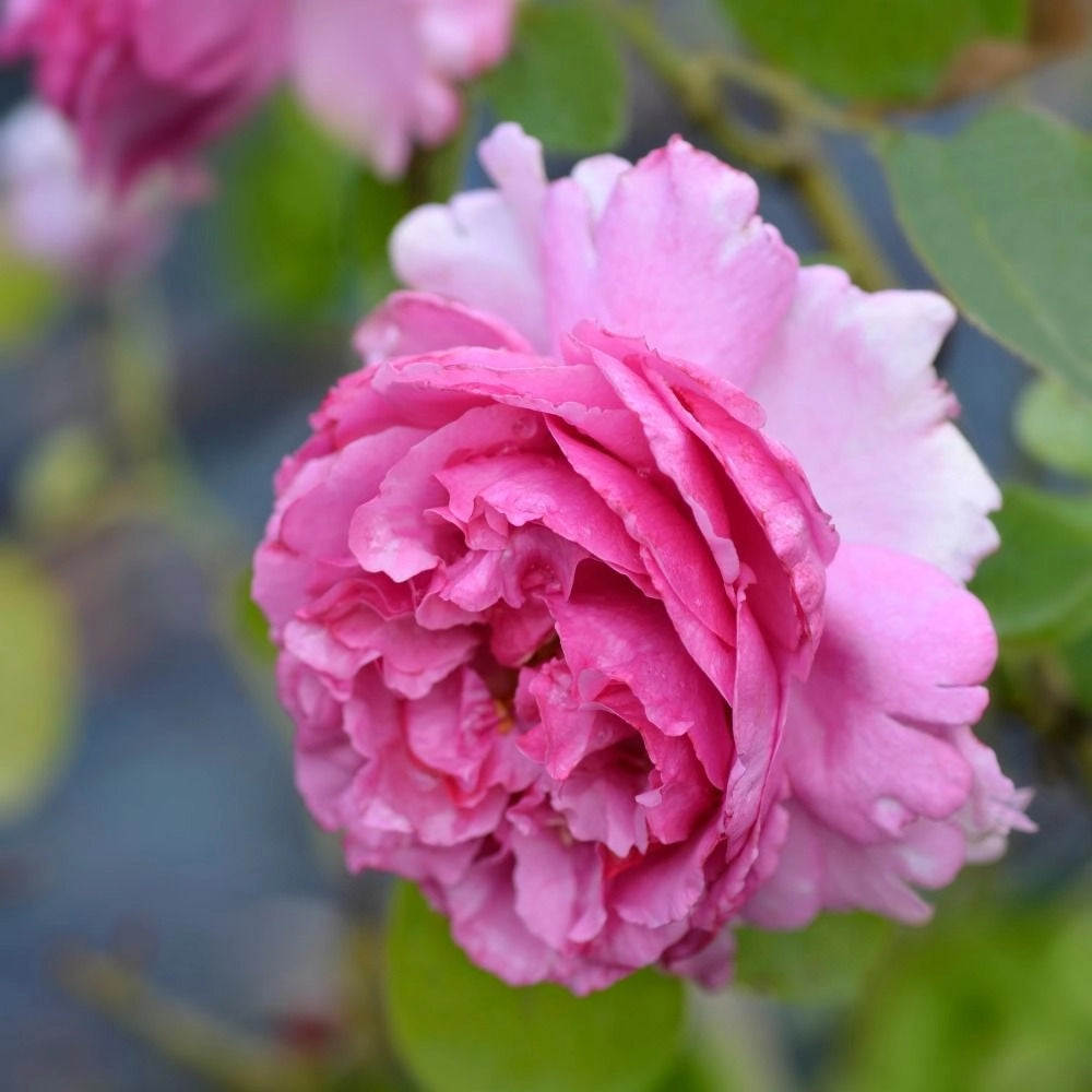 Gardenaria Rosa rampicante 'Yves Piaget' Meilland - Rosa da giardino Altezza: 180 cm (vaso 17)