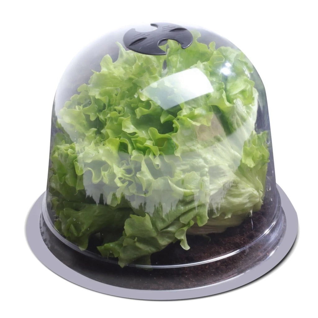 IDMarket - Serra protettiva per piante Salad bell x12