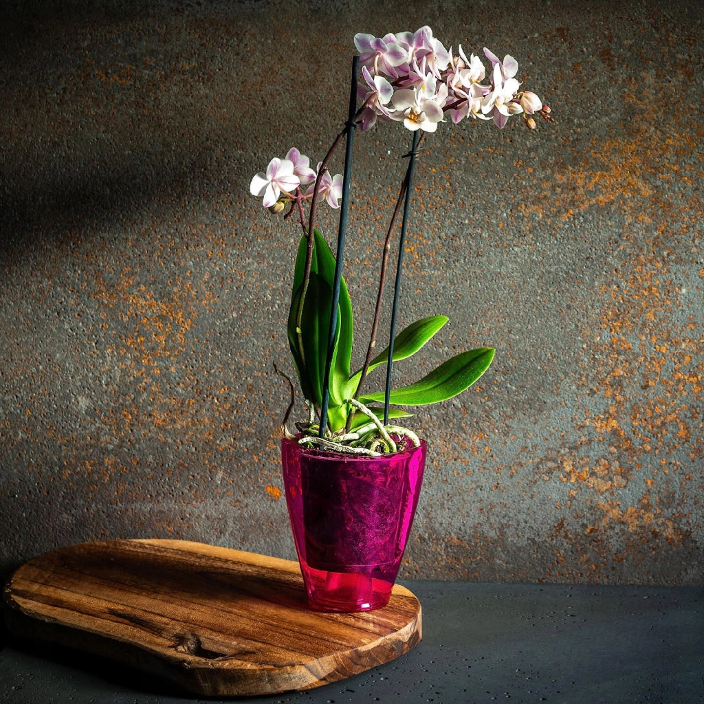 Vaso da fiori KADAX per orchidee, in plastica, rosa tinta unita, 13 cm