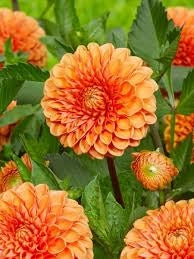 Bulbi di Dalia Ludwig Helfert Arancio – Decorativa brillante