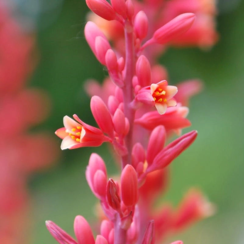 YUCCA RED Hesperaloe Parviflora ROSSA a cespuglio h40cm vaso 16/18 cm FOTO REALE
