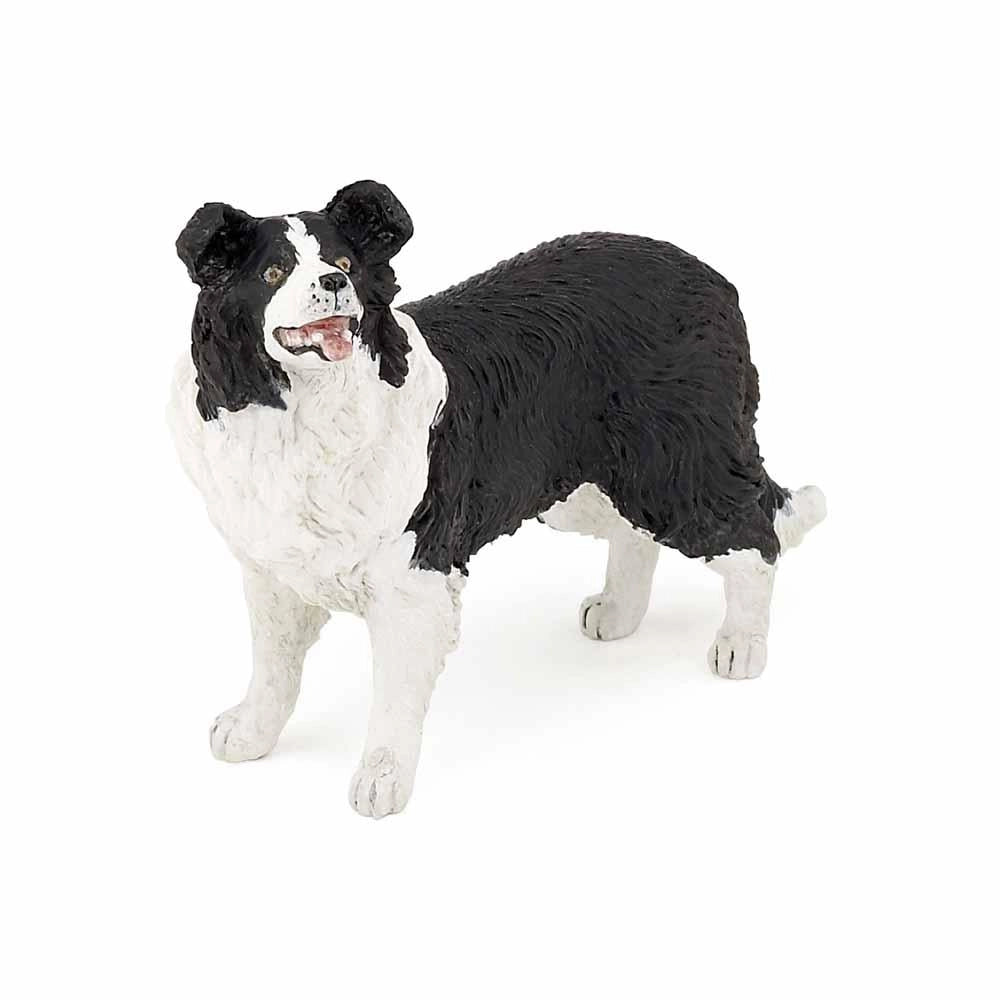 Papo - Border collie