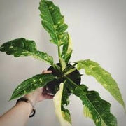 Philodendron Ring Of Fire pianta rara d'appartamento foto reali vaso 12 H 40cm