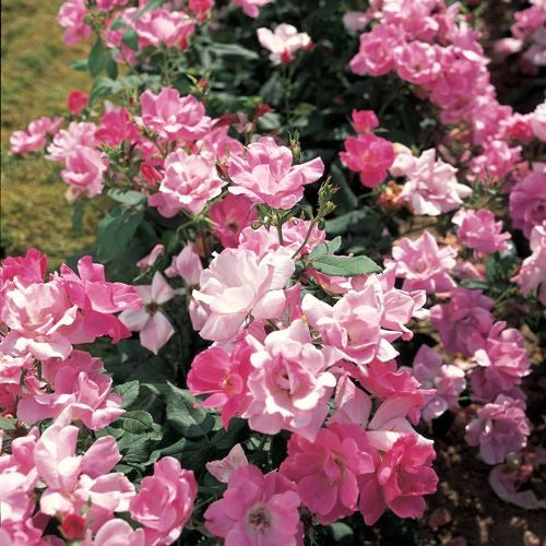 Gardenaria Rosa 'Double Pink Knock Out' Meilland - Rosa da giardino Altezza: 30/40 cm (vaso19)