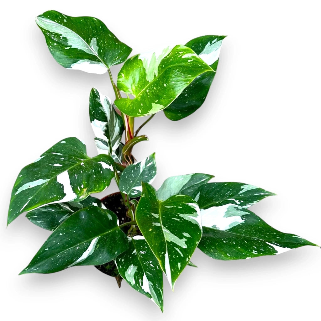 Gardenaria Philodendron white Princess - Pianta da interno ornamentale Altezza: 30 cm (vaso 12)