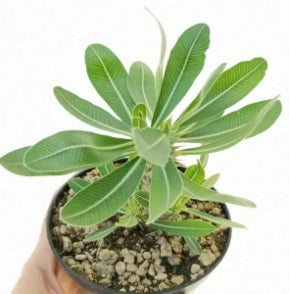 Pianta Grassa Pachypodium Densiflorum, foto reali