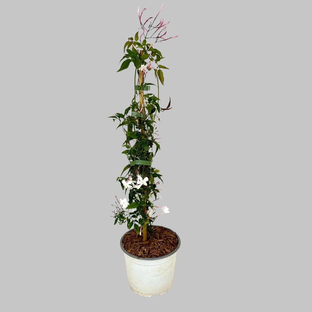 Pianta di GELSOMINO POLIANTA Rampicante OFFICINALE PROFUMATO vaso 17 cm AMDGarden