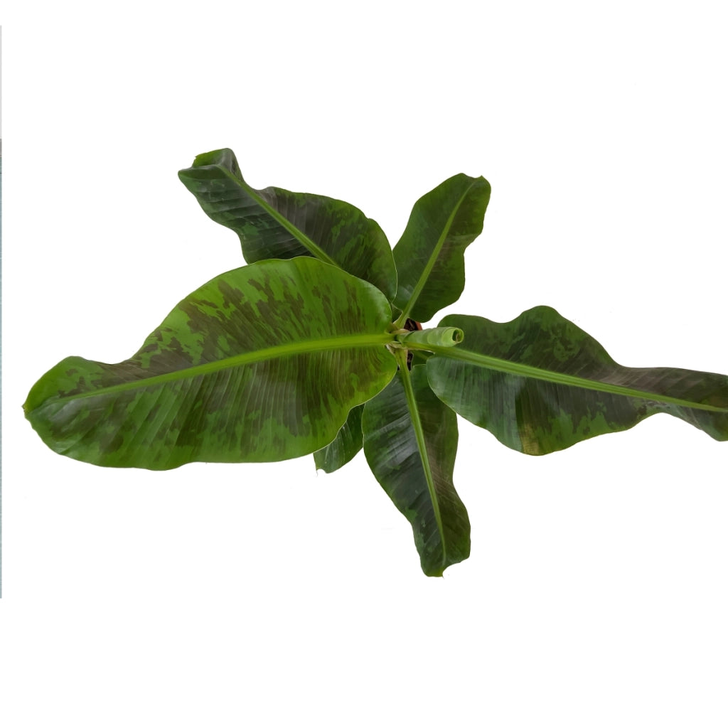 Musa Dwarf Cavendish – Pianta di Banano Nano - Foto Reali H 100cm