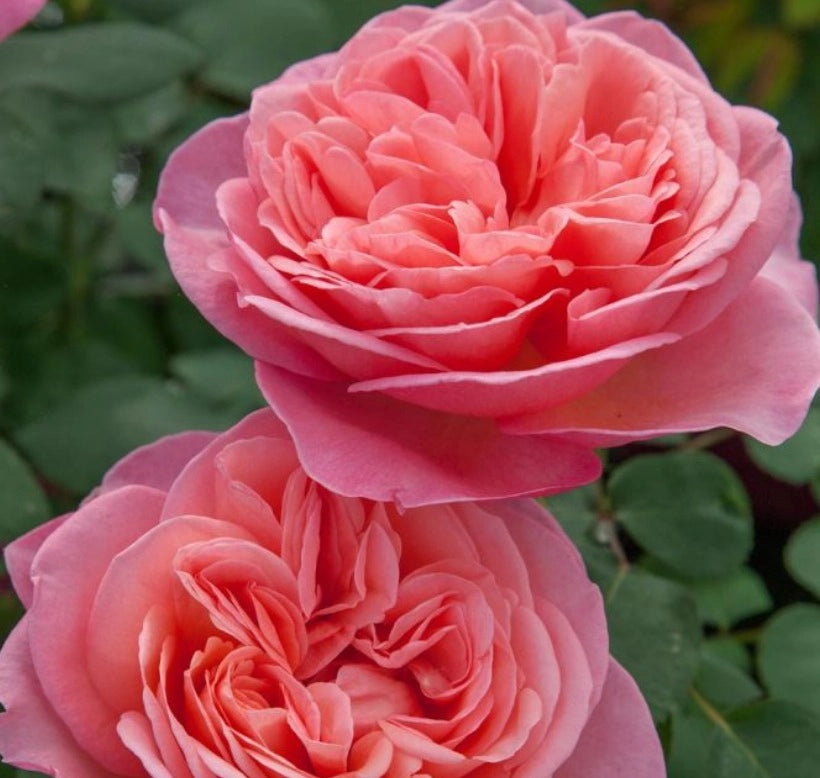 Rosa Mademoiselle MEILLAND ® Meinostair